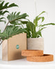 ROOTa Pad - Plant Hydro Balancer